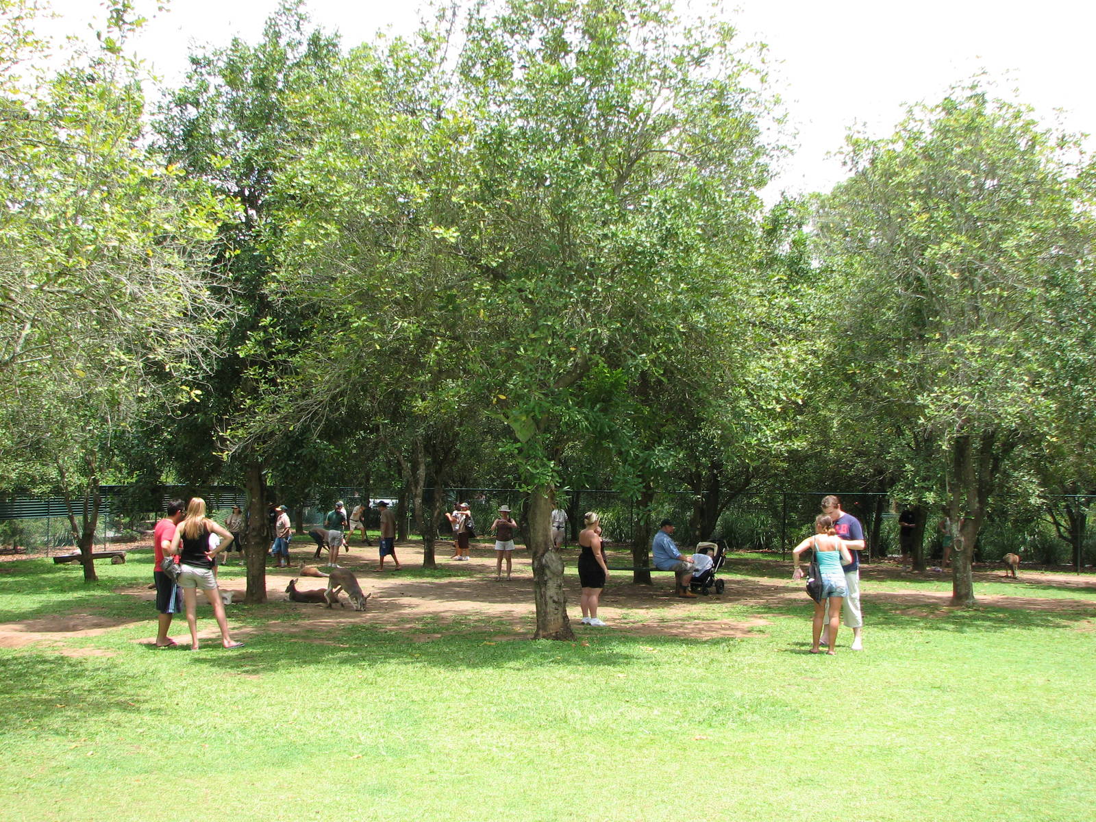 Australia Zoo 2007 - Walk-through Kangaroo and Wallaby enclosure