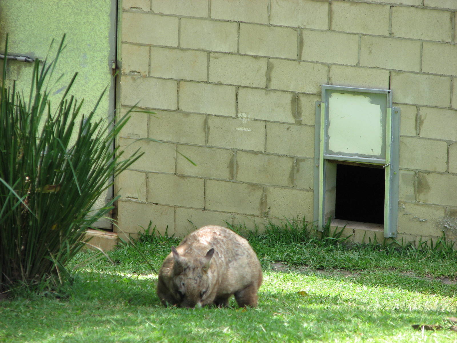Australia Zoo 2007 - Wombat