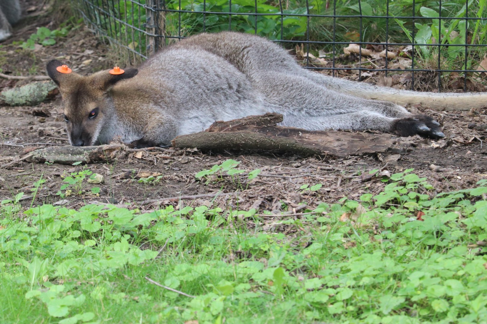 Australian Adventure - Bennett's Wallaby