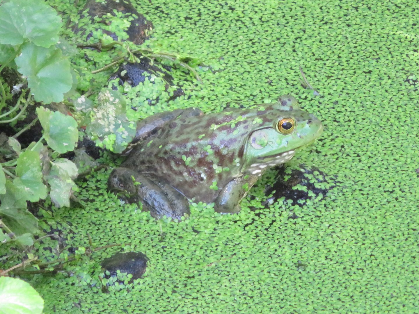 Australian Adventure: Bullfrog!