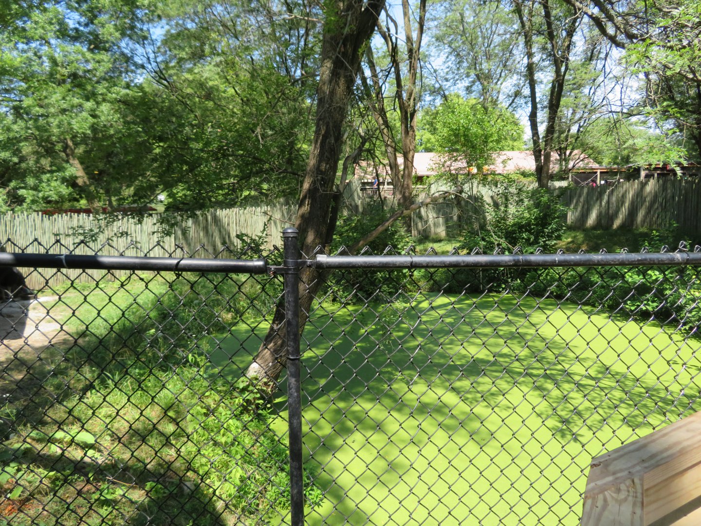 Australian Adventure: Cassowary Exhibit