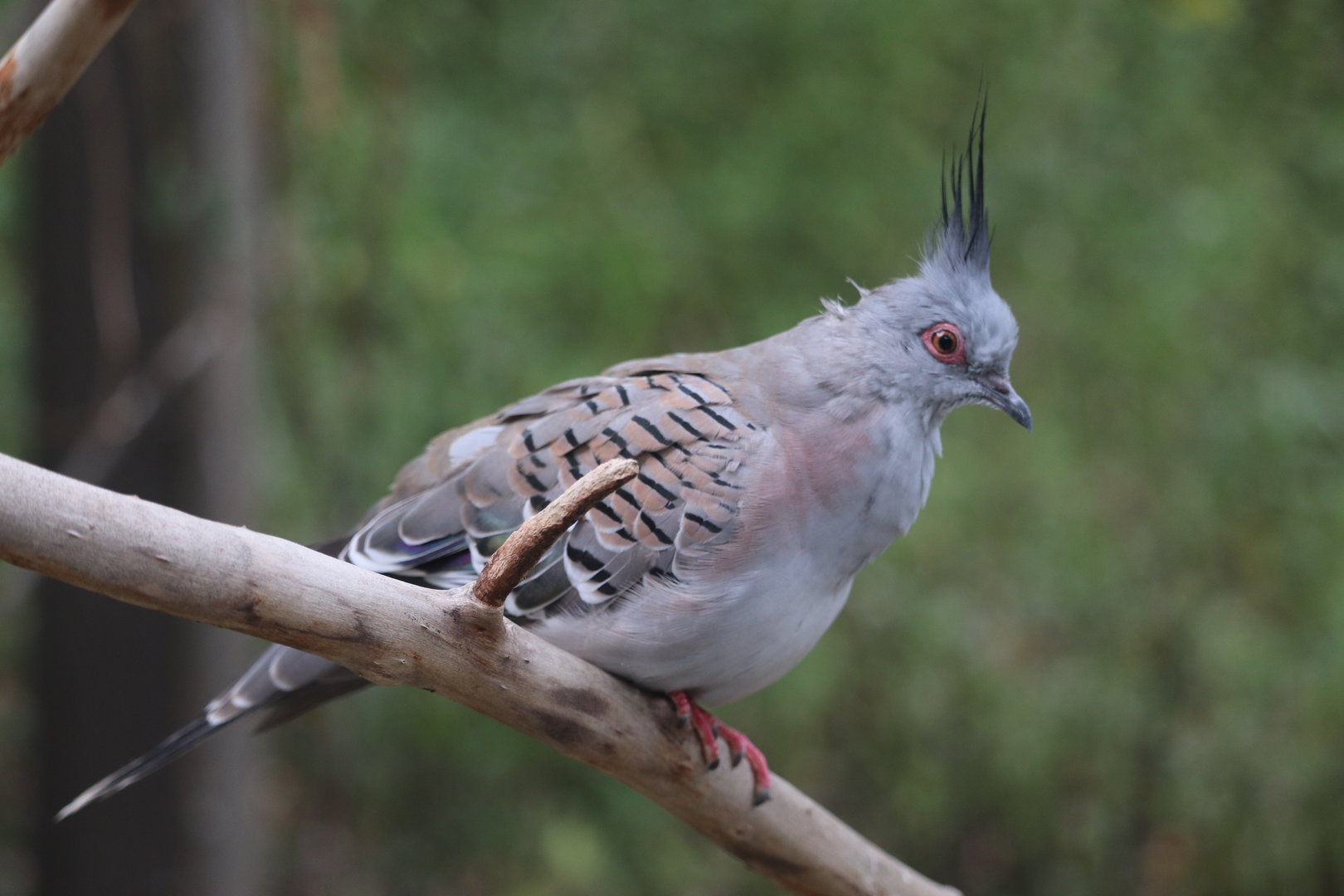 Australian Adventure - Crested Pigeon
