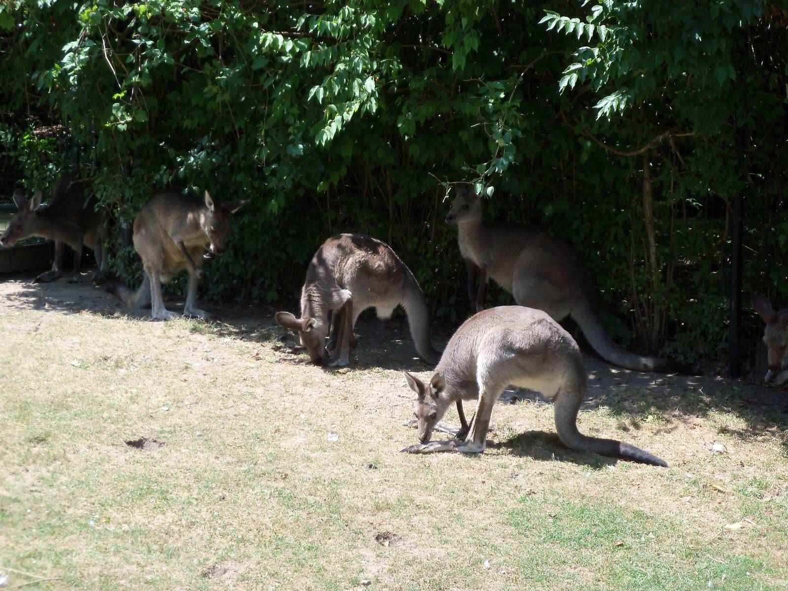 Australian Adventure - Eastern Grey Kangaroos