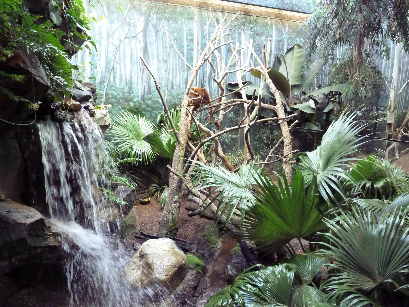 Australian Adventure - Goodfellow's Tree Kangaroo Exhibit