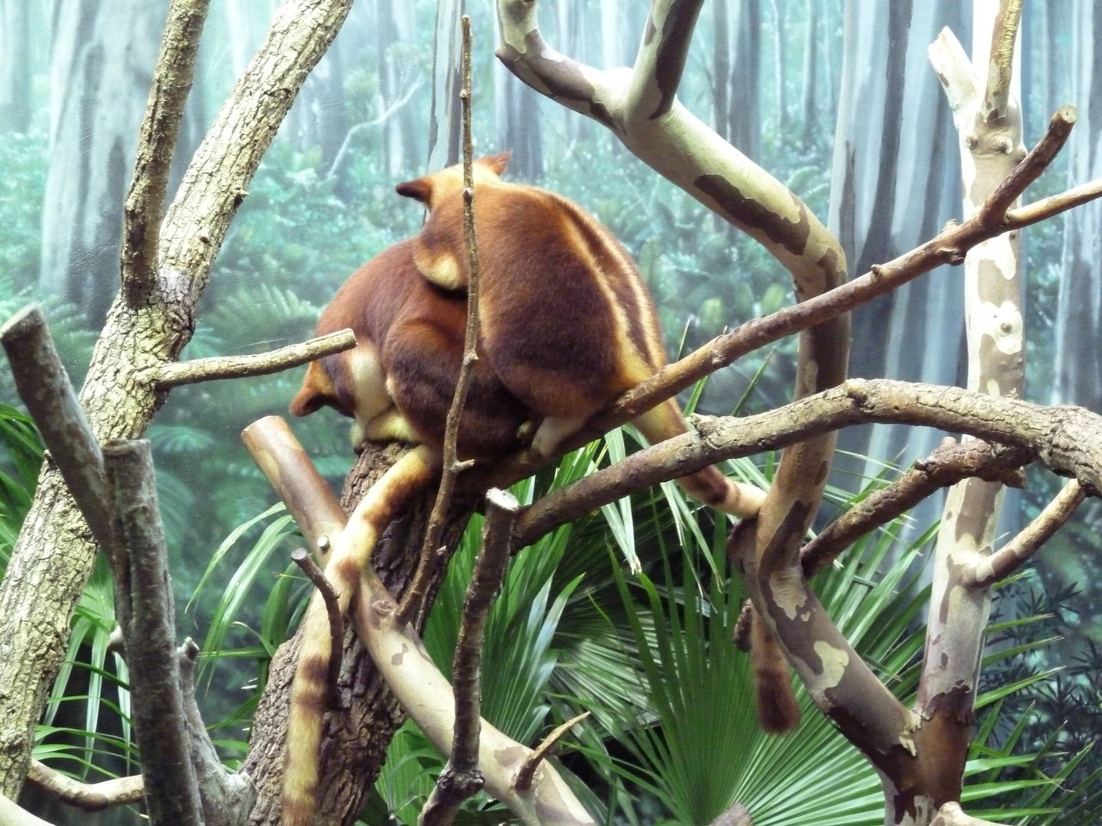 Australian Adventure - Goodfellow's Tree Kangaroos