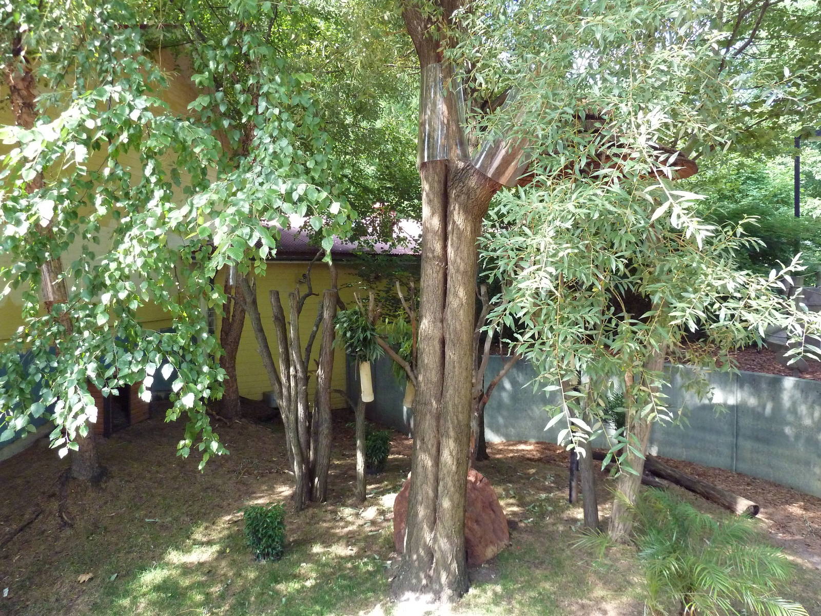 Australian Adventure - Koala Exhibit