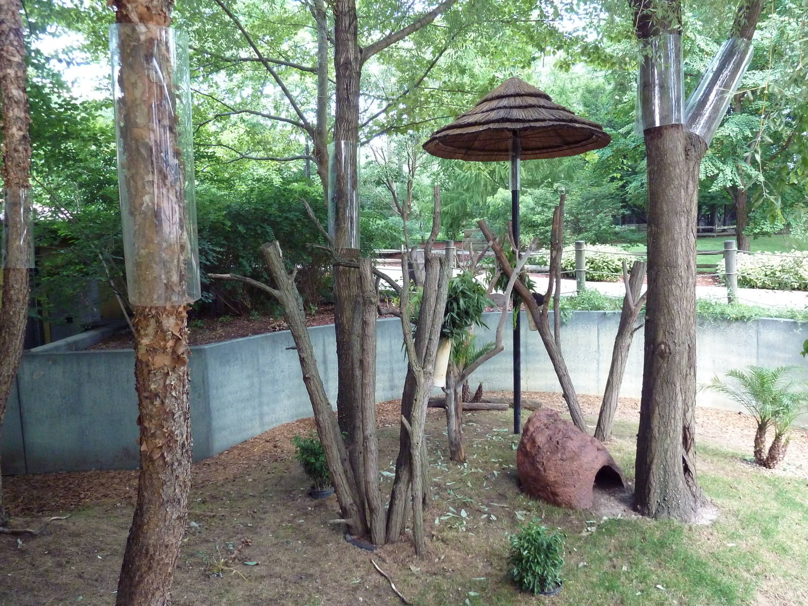 Australian Adventure - Koala Exhibit