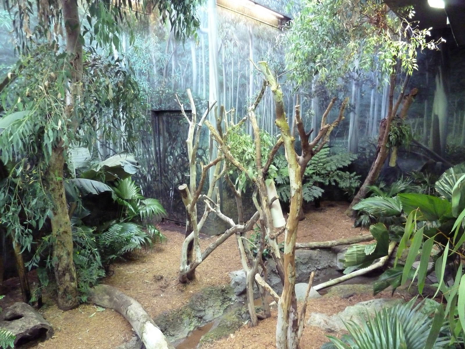Australian Adventure - Koala Exhibit