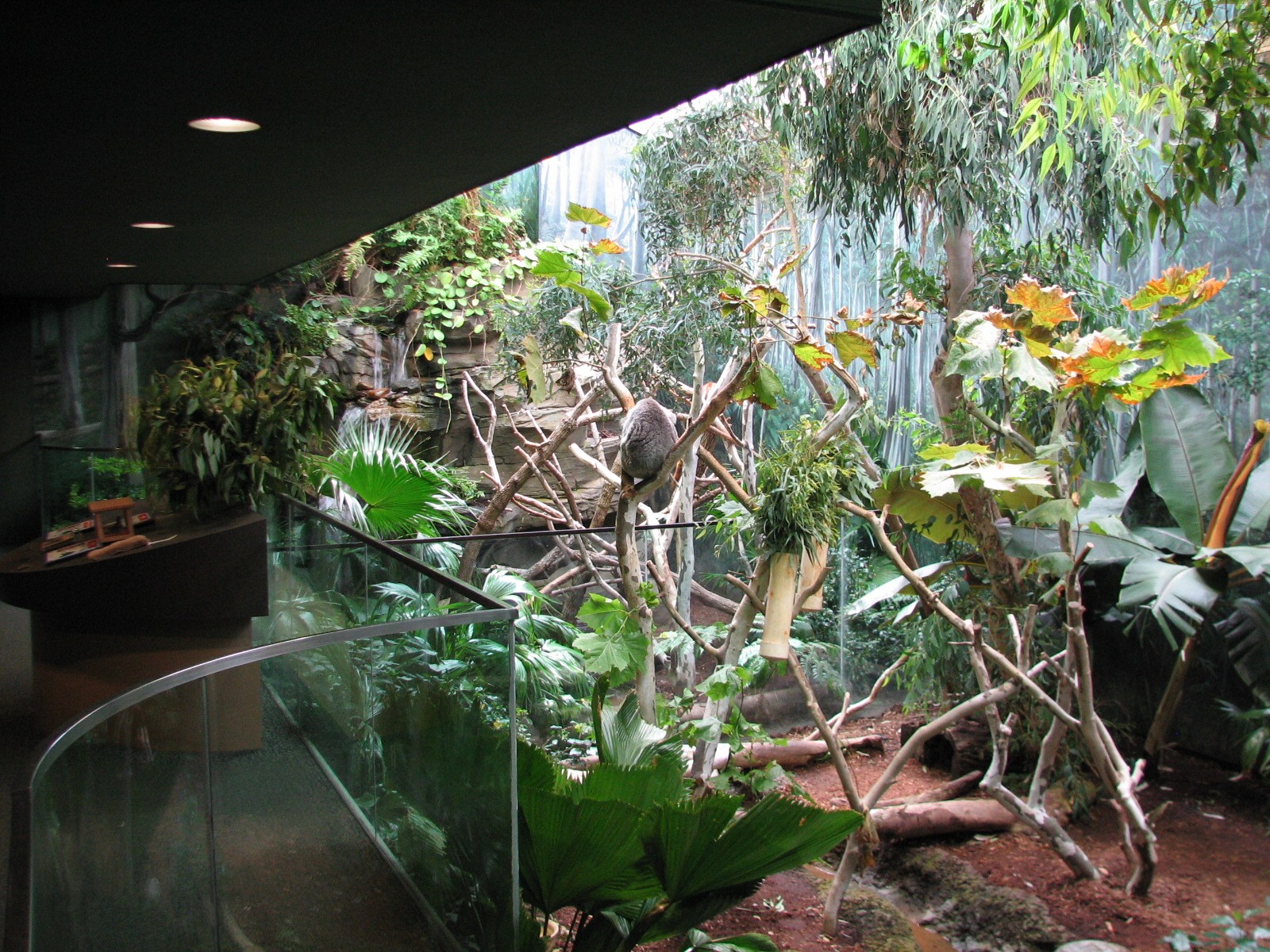 Australian Adventure - Koala Exhibits