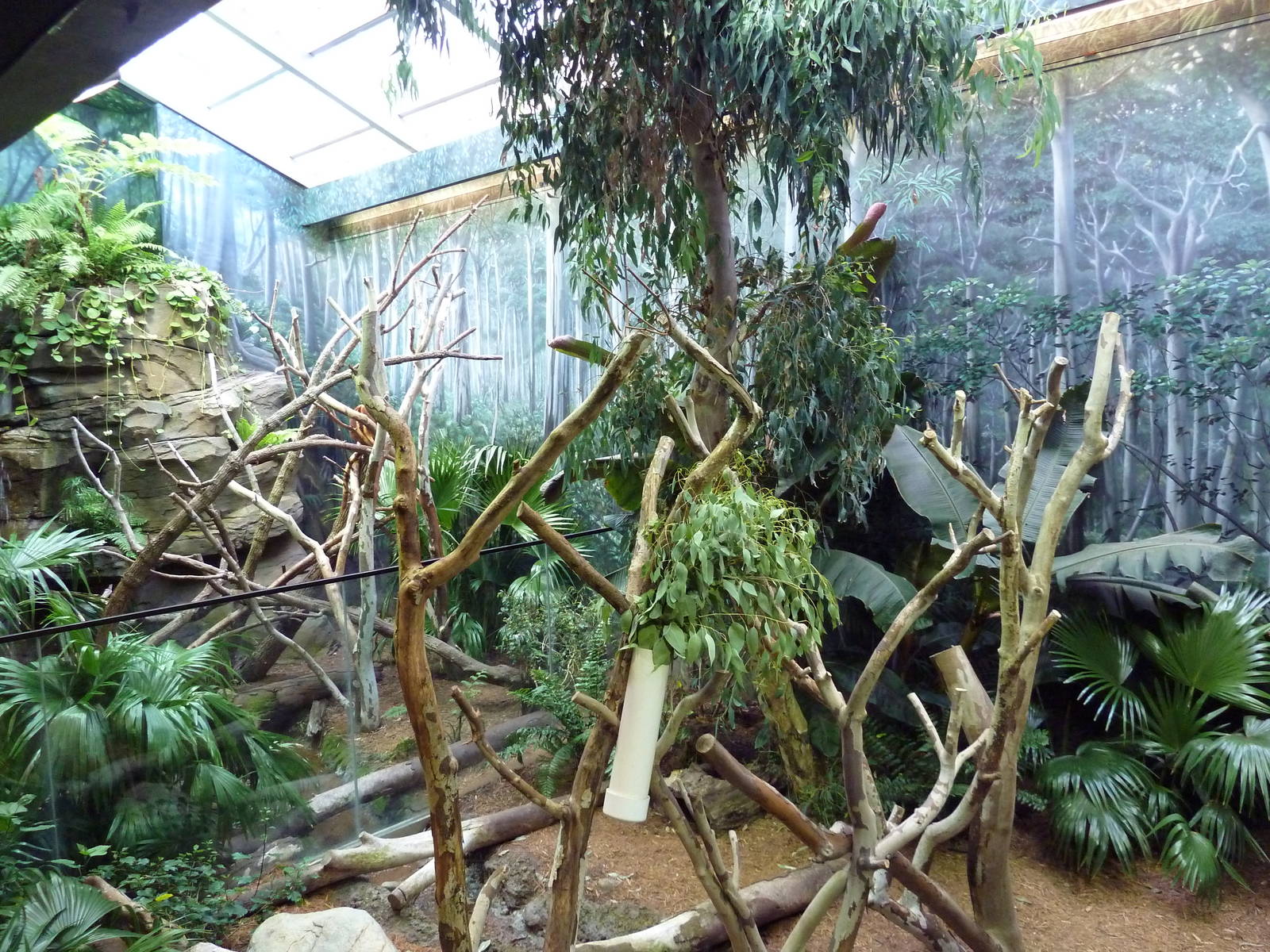 Australian Adventure - Koala + Goodfellow's Tree Kangaroo Exhibits