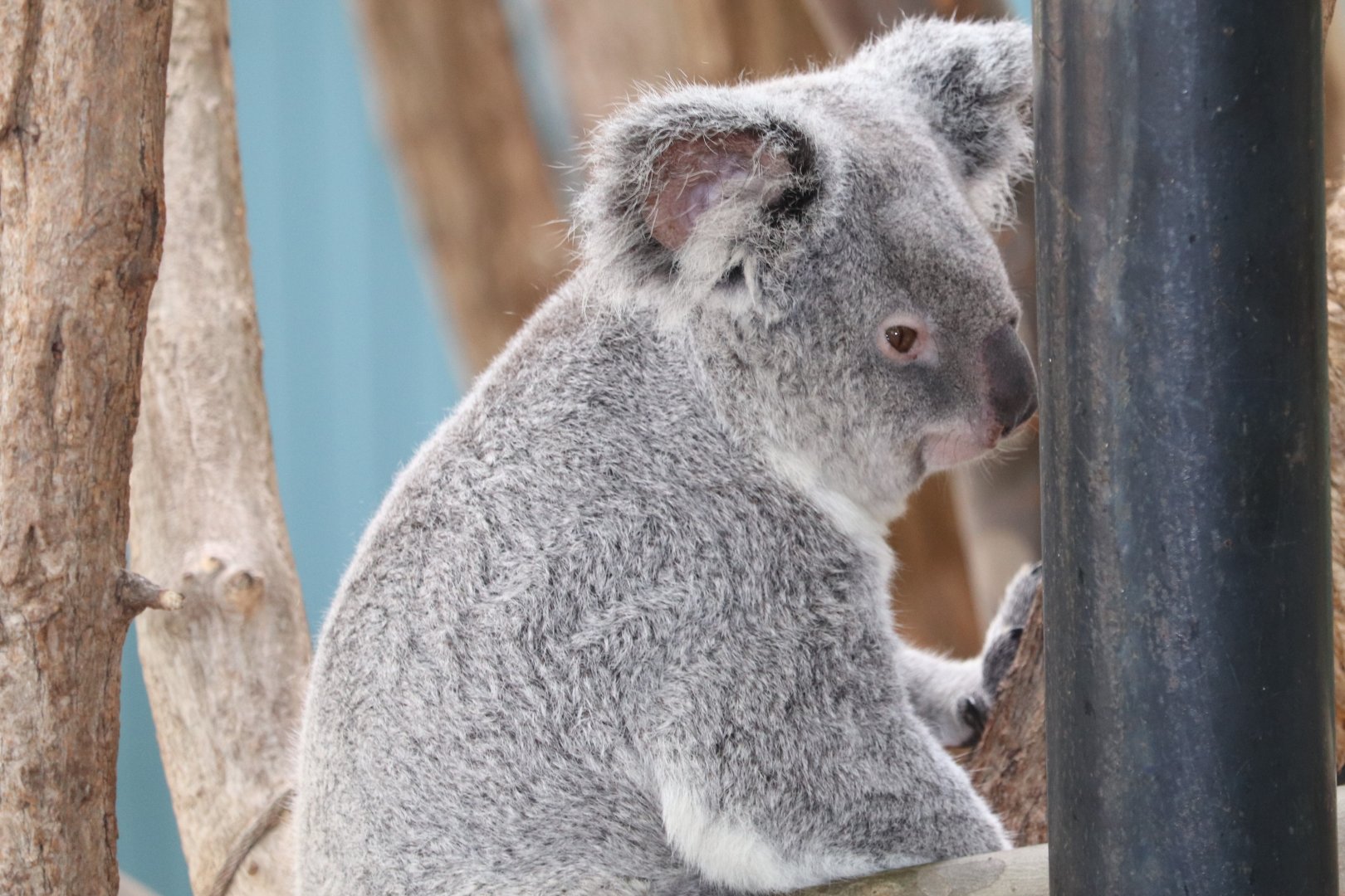 Australian Adventure - Koala
