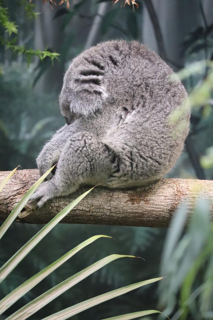 Australian Adventure - Koala