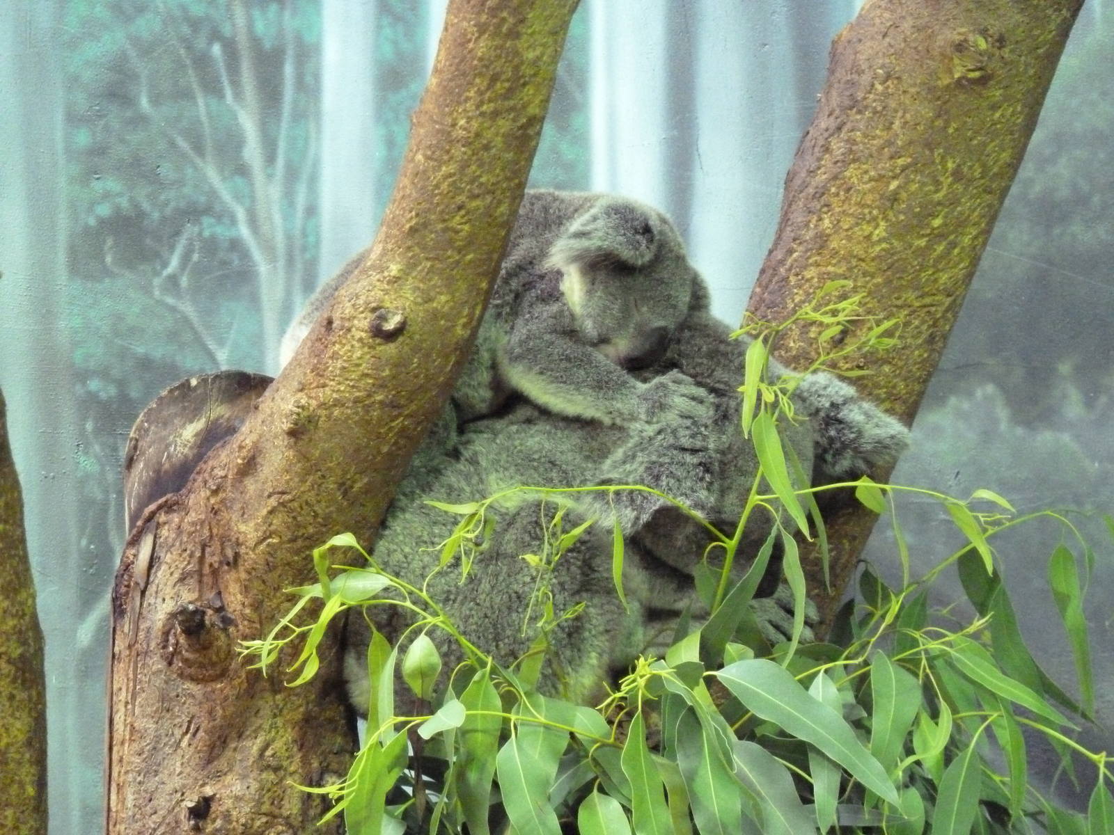 Australian Adventure - Koalas