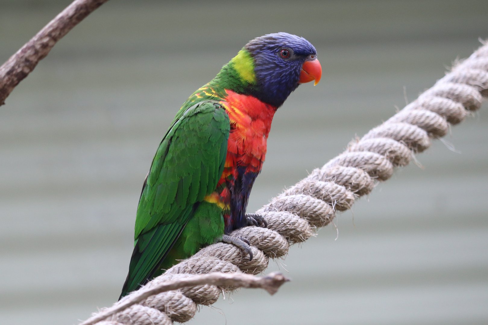 Australian Adventure - Lorikeet