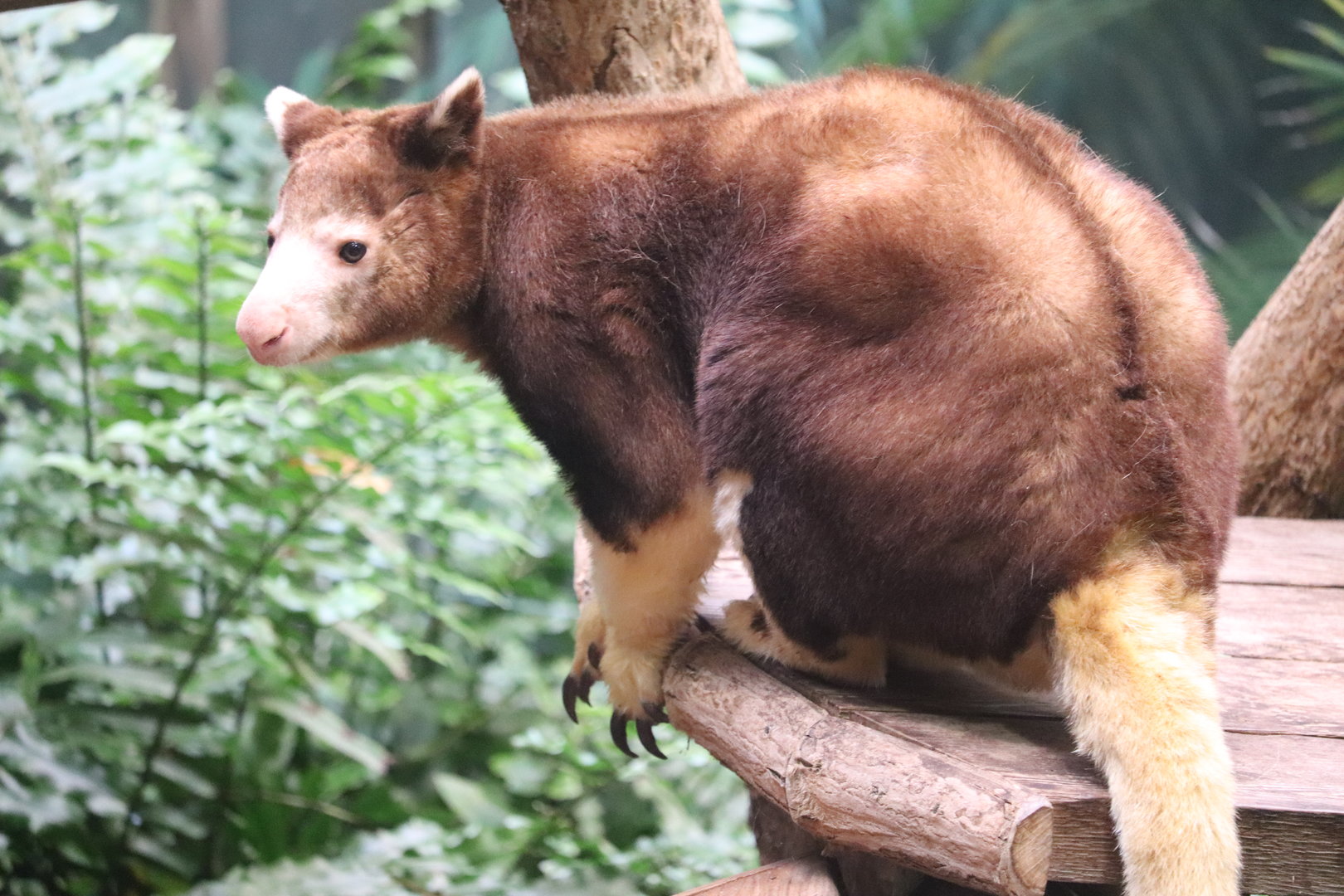 Australian Adventure - Matschie's Tree Kangaroo