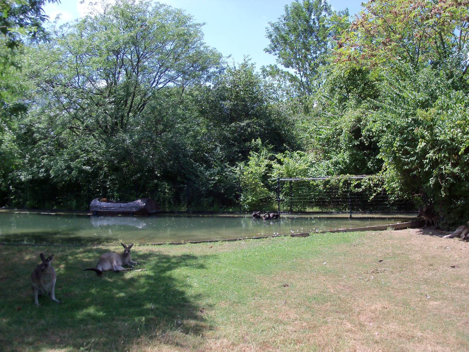 Australian Adventure - Walk-Through Eastern Grey Kangaroo Exhibit