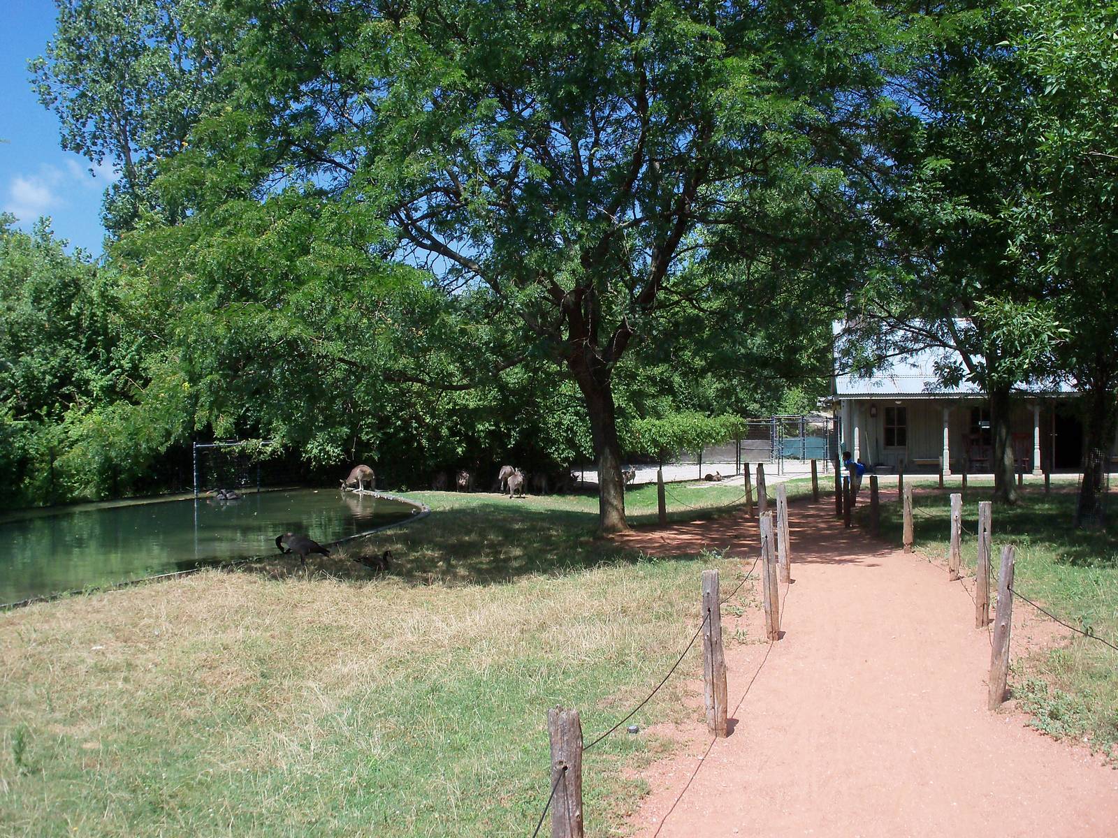 Australian Adventure - Walk-Through Eastern Grey Kangaroo Exhibit
