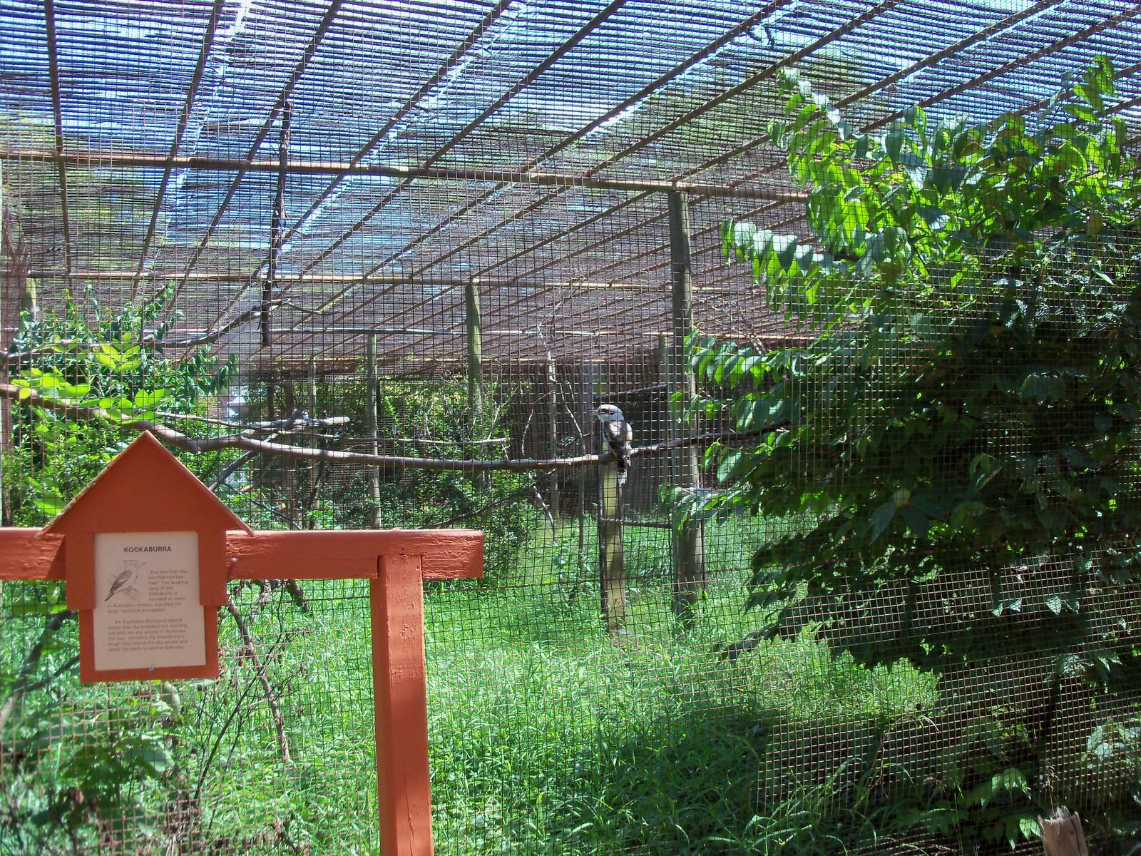 Australian Adventure - Walkabout Aviary - Kookaburra Exhibit