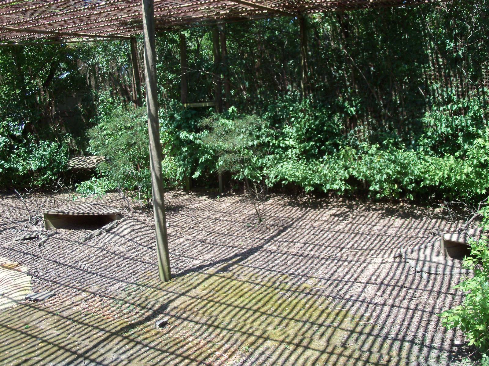 Australian Adventure - Walkabout Aviary - Parma Wallaby Exhibit