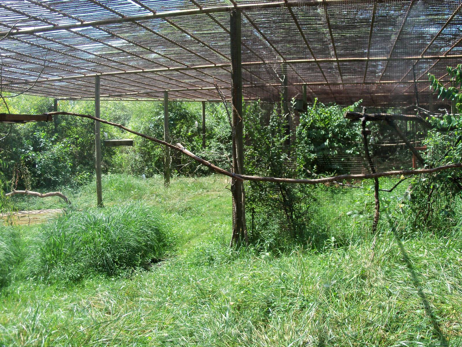 Australian Adventure - Walkabout Aviary