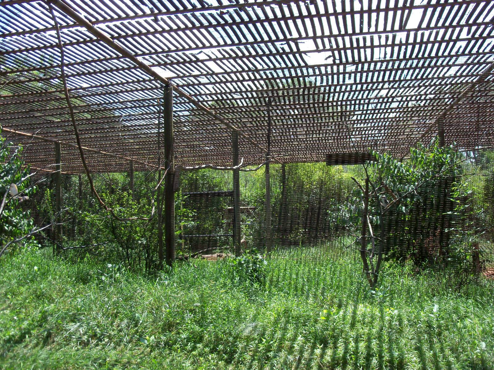 Australian Adventure - Walkabout Aviary