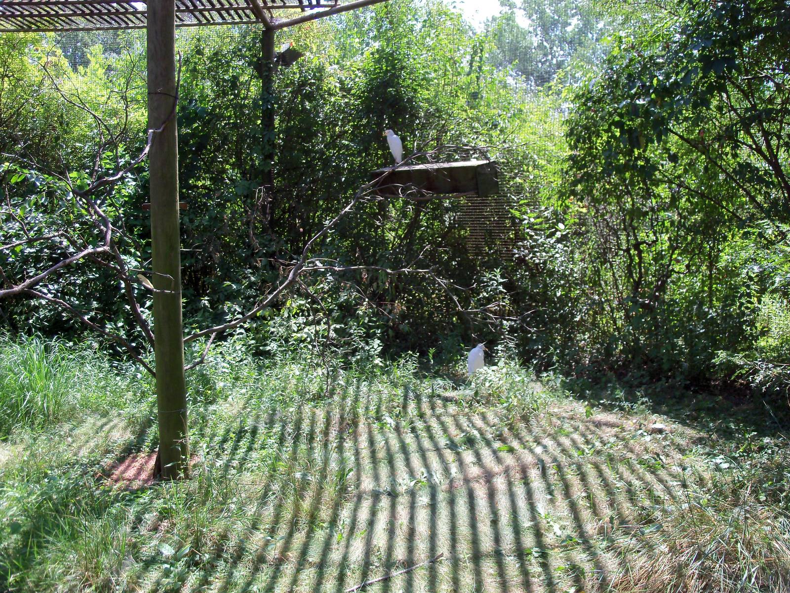 Australian Adventure - Walkabout Aviary