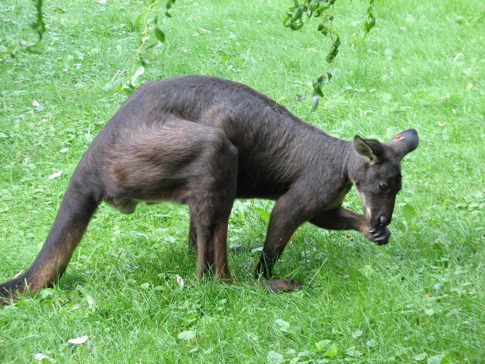 Australian Adventure - Wallaby Walkabout