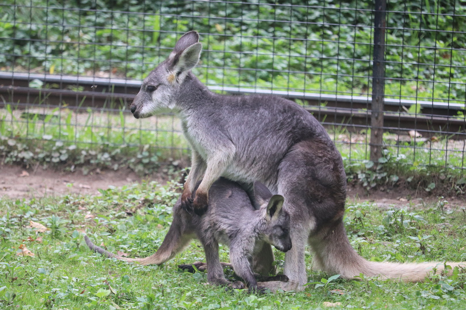 Australian Adventure - Wallaroo