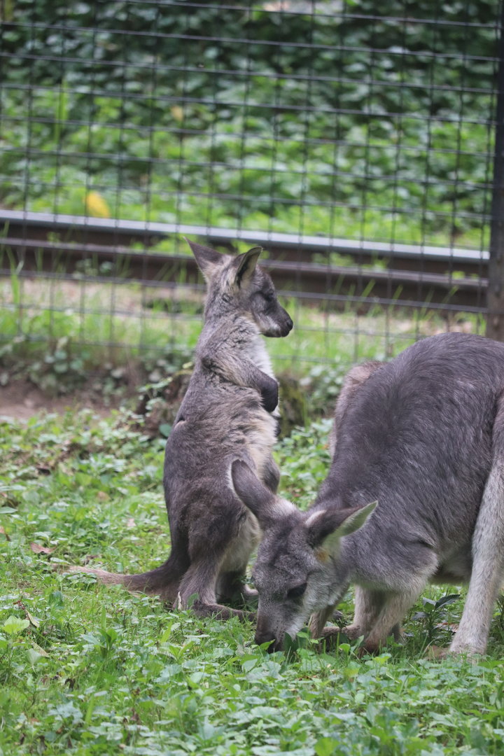 Australian Adventure - Wallaroo