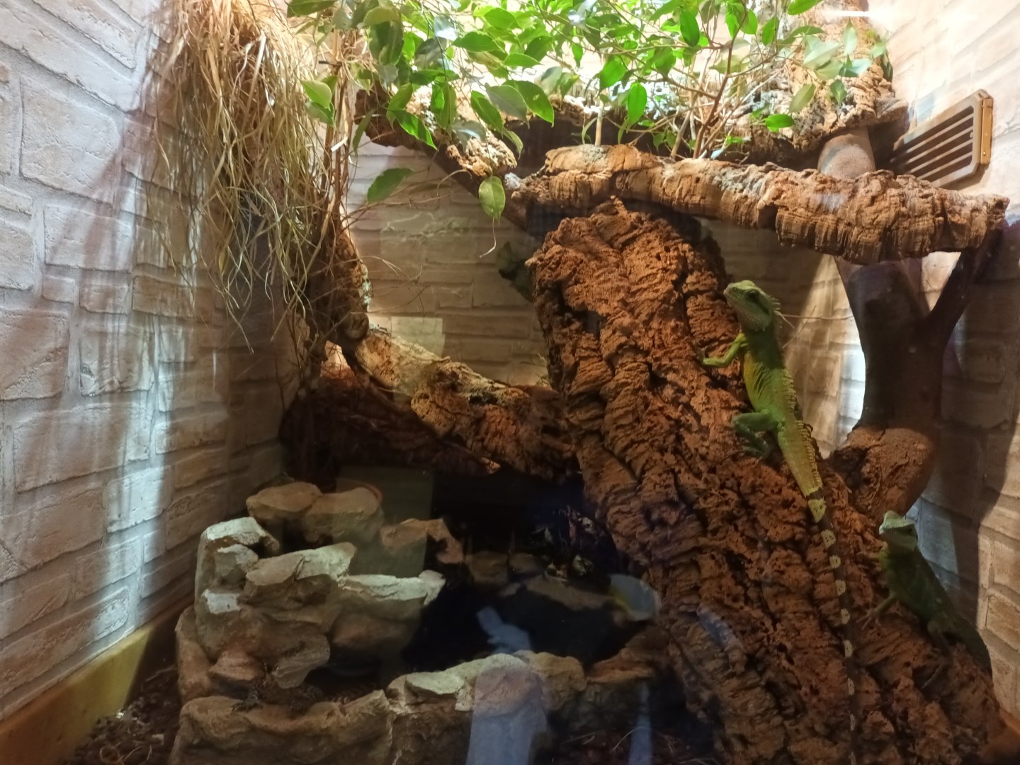 Australian and Chinese Water Dragon Habitat