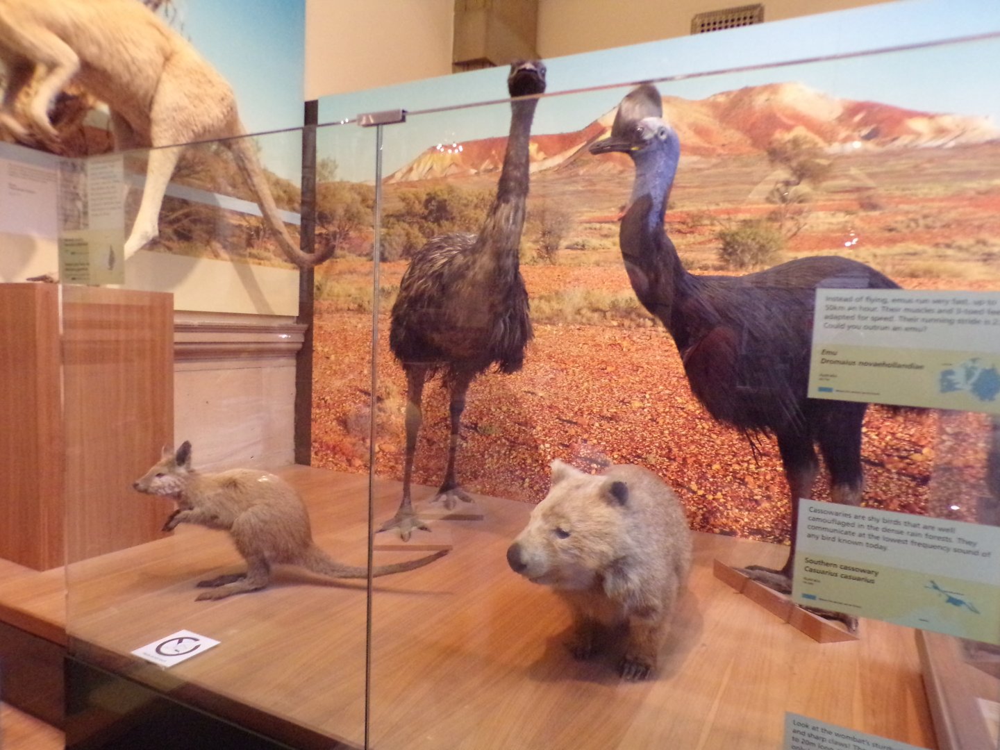 Australian animals (taken at Kelvingrove museum) 12.2.24