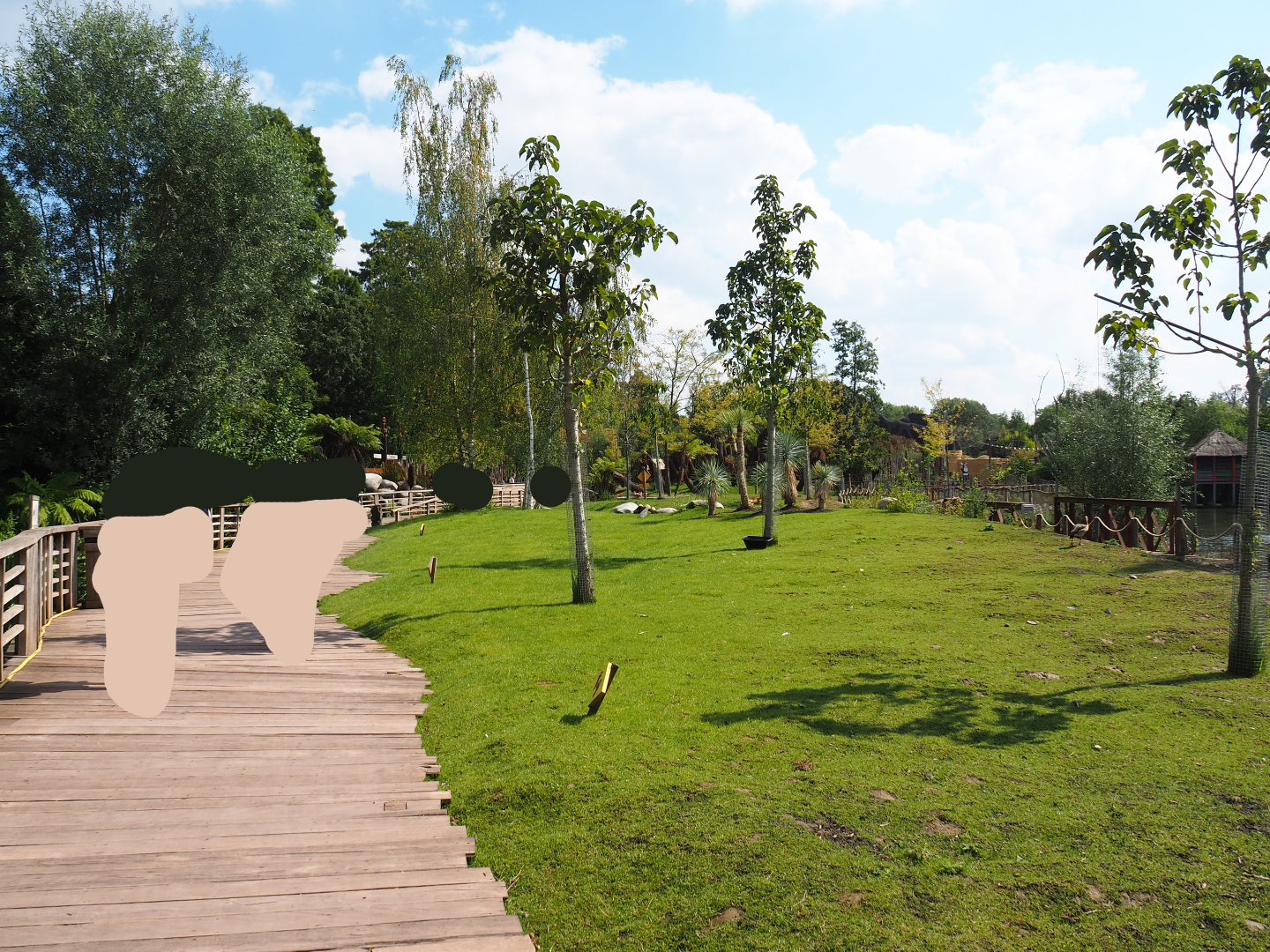 Australian area - Red and Eastern gray kangaroo walk-through area, 2020-09-02