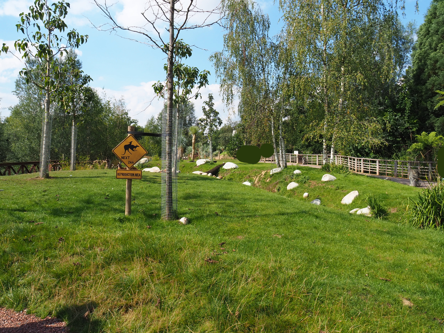 Australian area - Red and Eastern gray kangaroo walk-through area, 2020-09-02