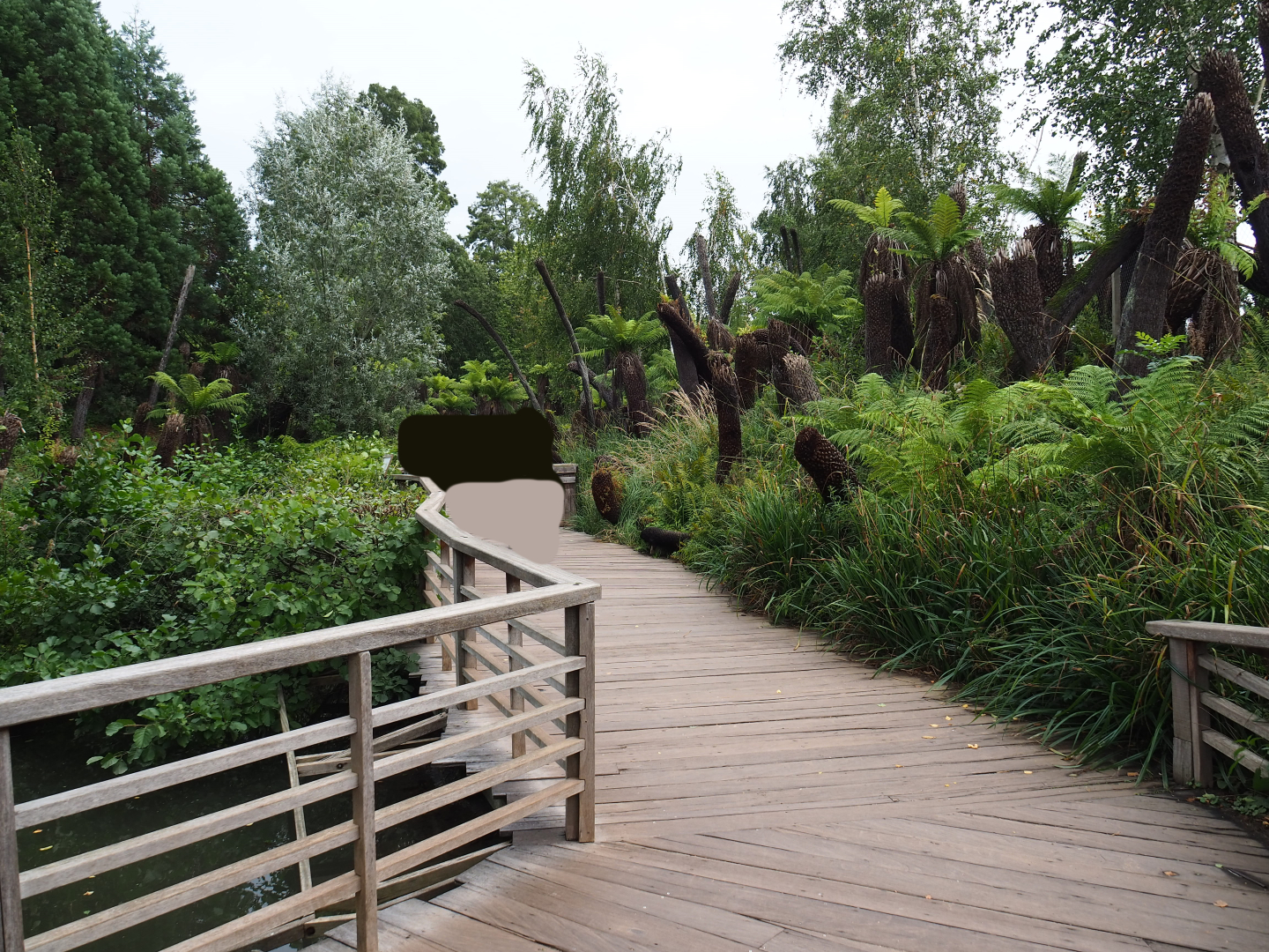 Australian area - Tree fern valley, 2019-10-04