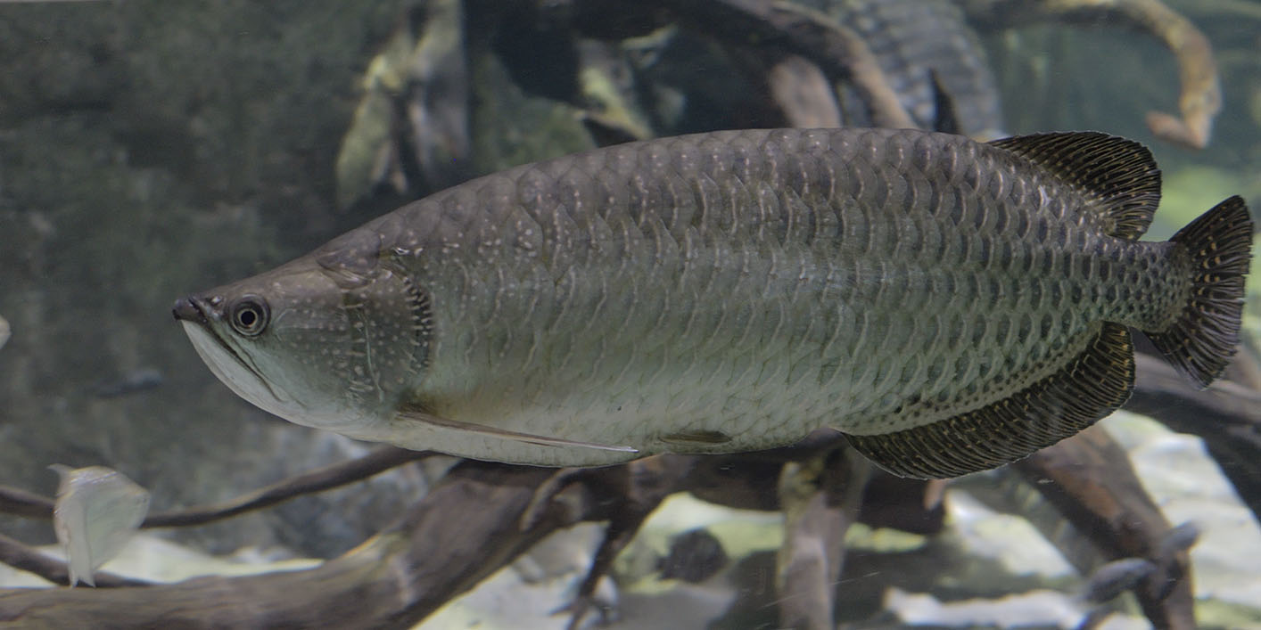 Australian arowana
