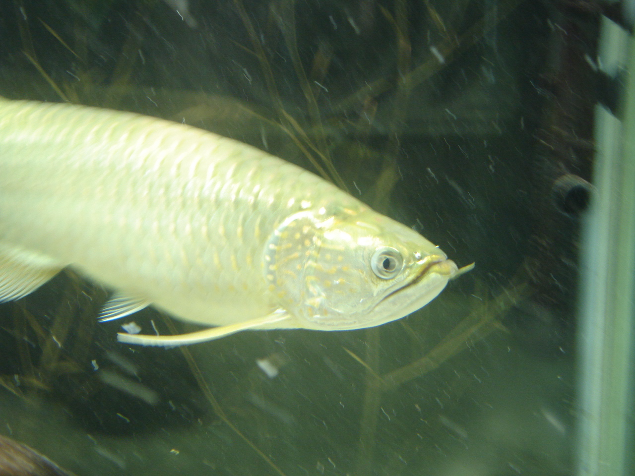 Australian arowana