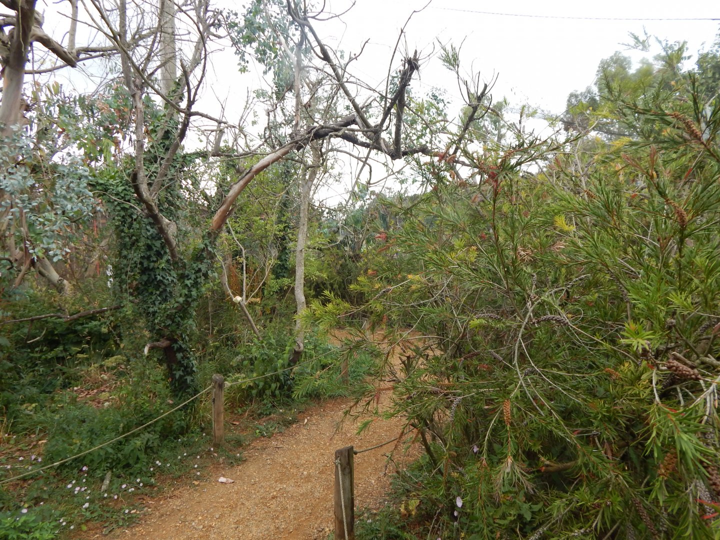 Australian Aviary 150725