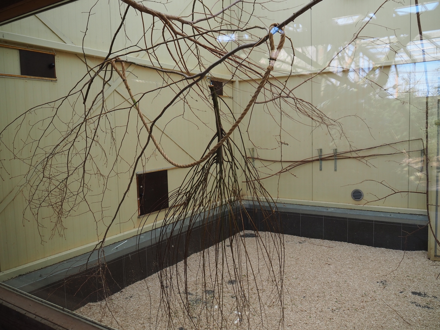 Australian aviary, 2019-03-30