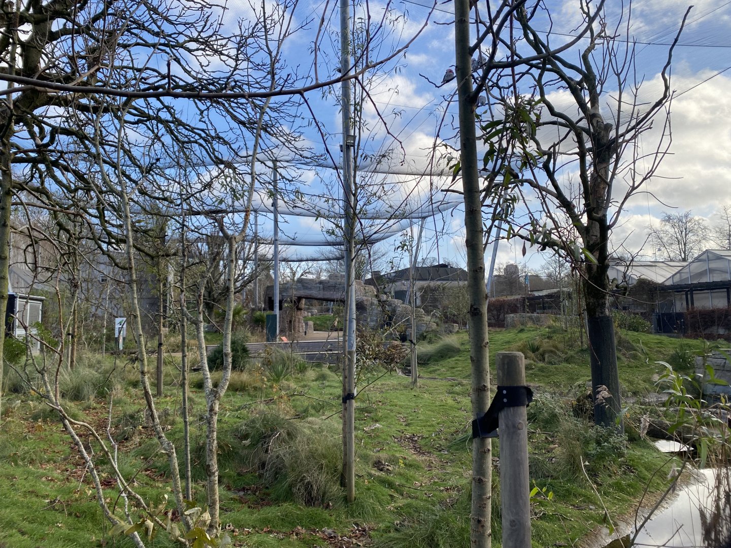 Australian Aviary 261124