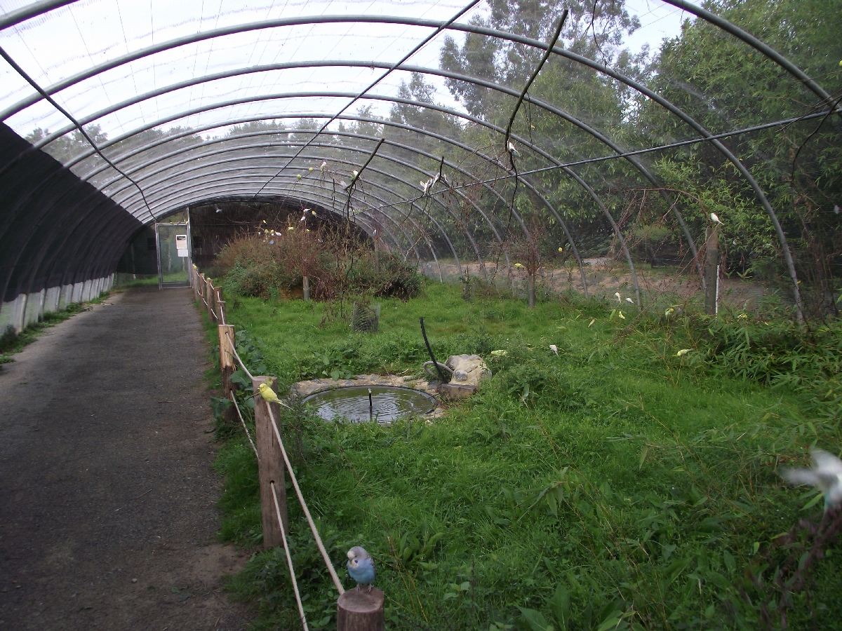 Australian Aviary #3