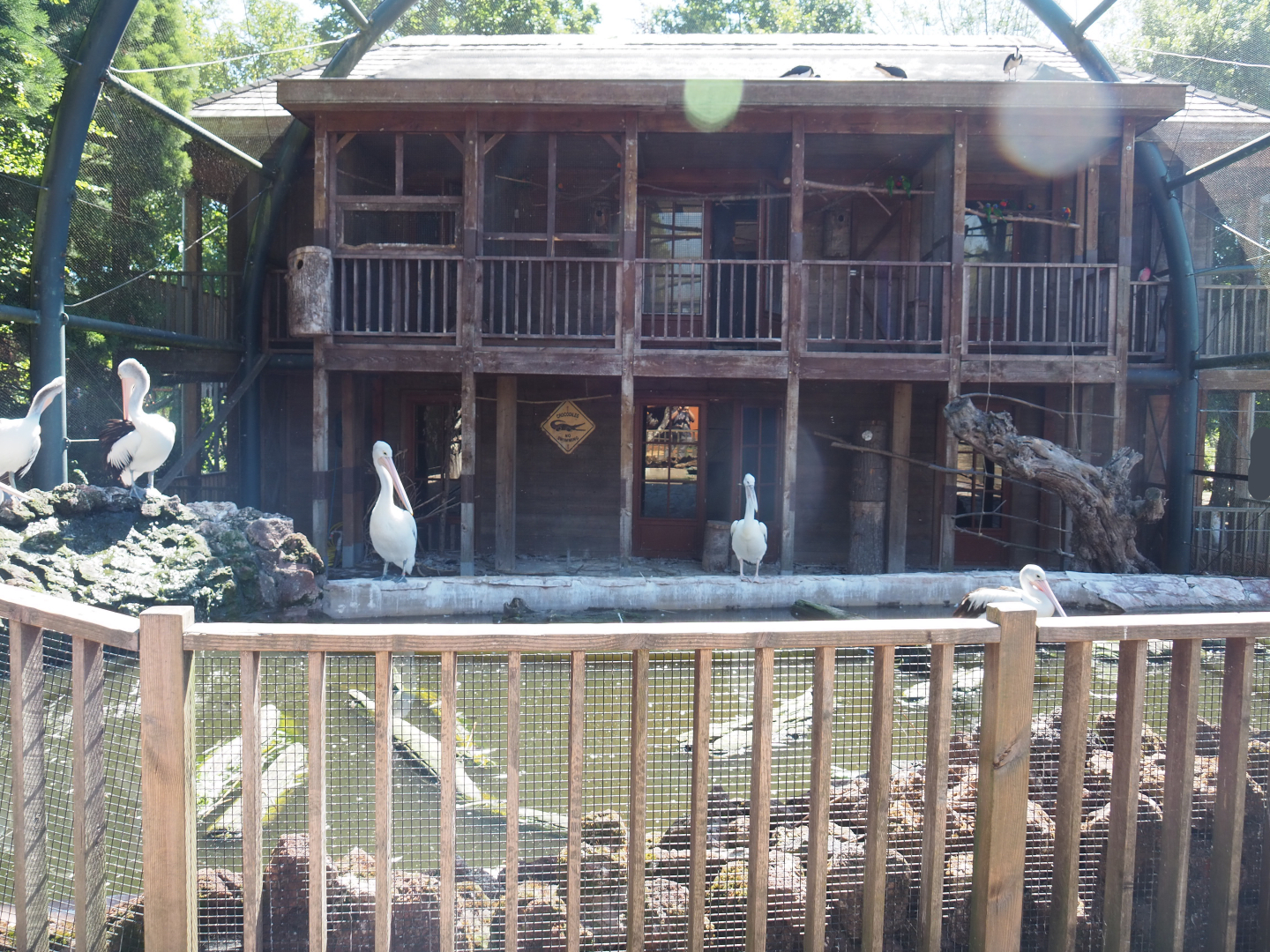 Australian aviary - Bird house and temporary exhibit for Australian pelicans, 2022-06-28