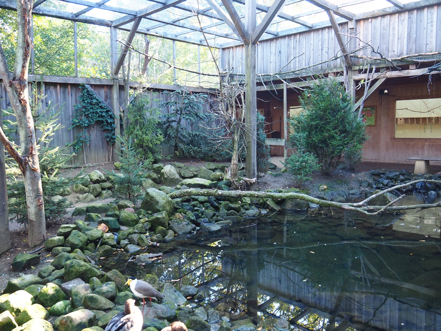 Australian aviary (Oct 13th, 2018)