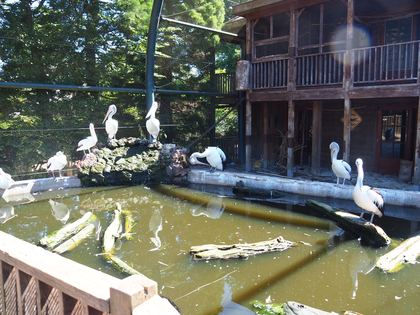 Australian aviary - Temporary exhibit for Australian pelicans, 2022-06-28