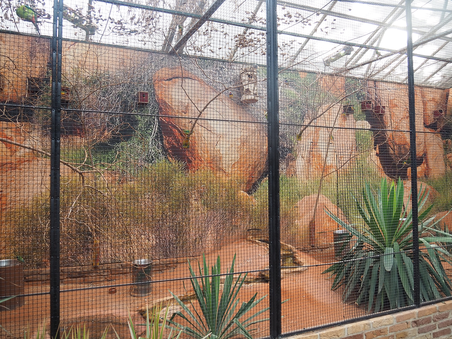 Australian aviary with Gouldian finches, Diamond doves and Swift parrots, 2022-08-28