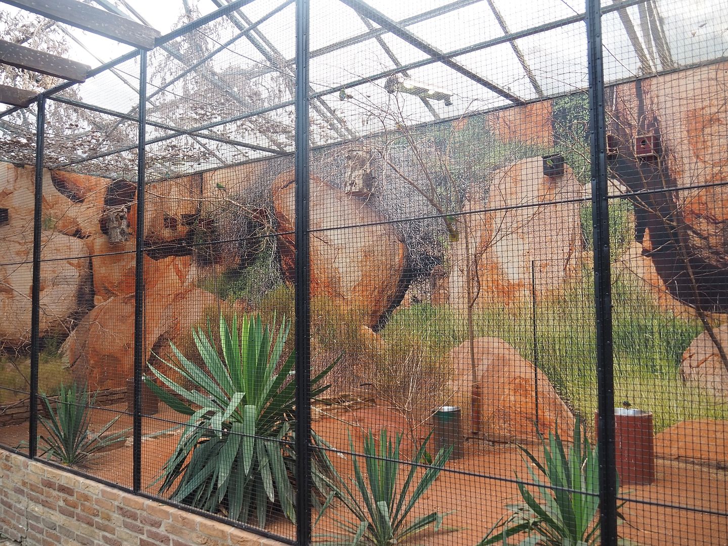 Australian aviary with Gouldian finches, Diamond doves and Swift parrots, 2022-08-28