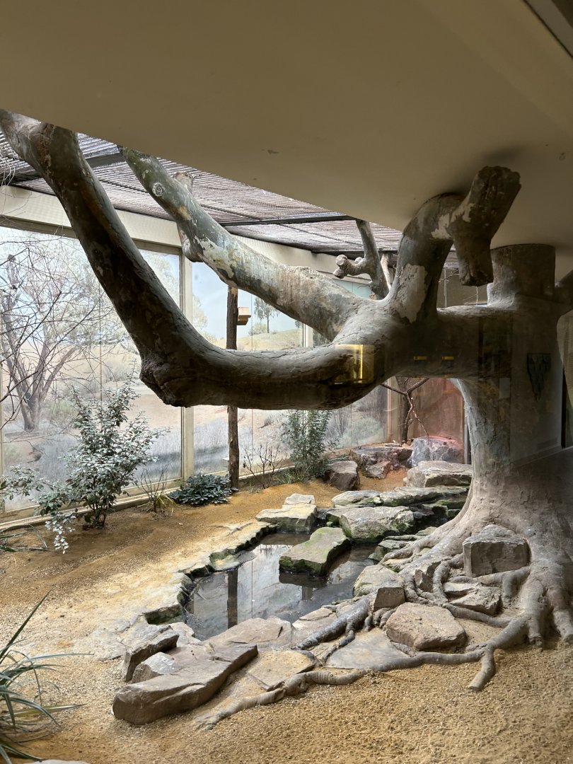 Australian aviary with passerines and pigeons