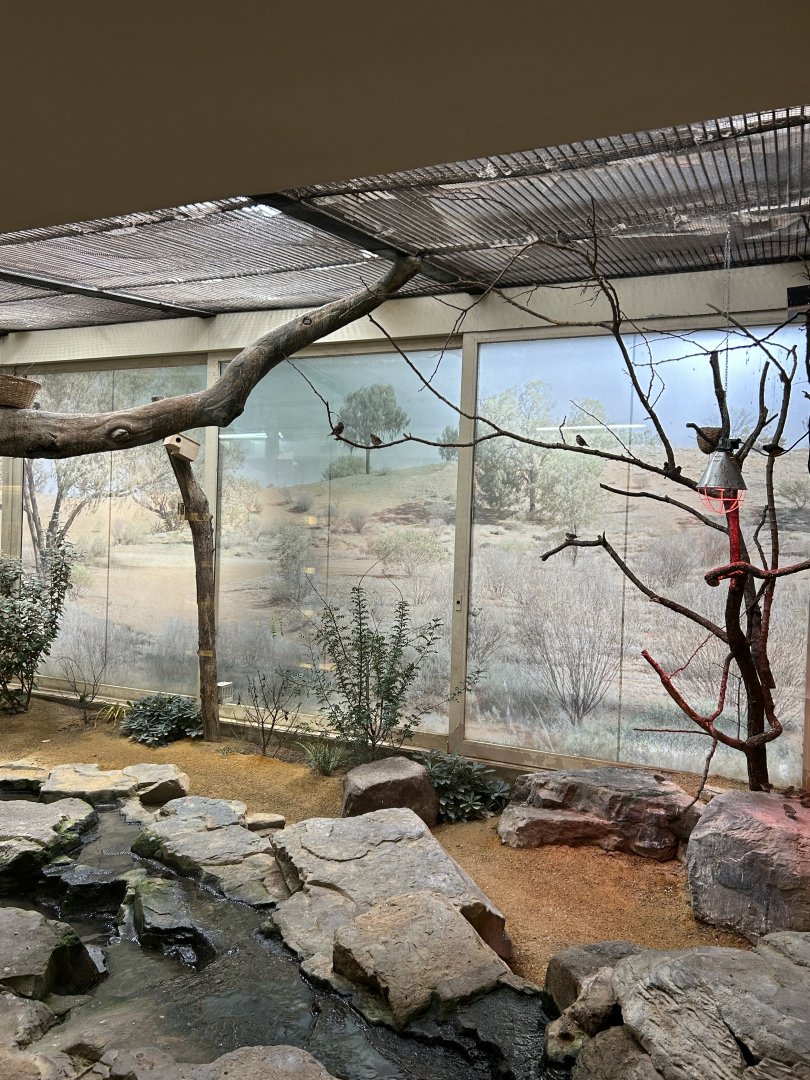 Australian aviary with passerines and pigeons