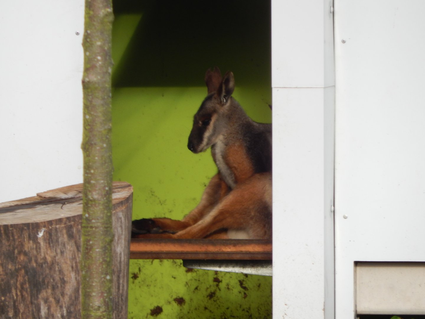 Australian aviary - Yellow-footed rock wallaby 261124