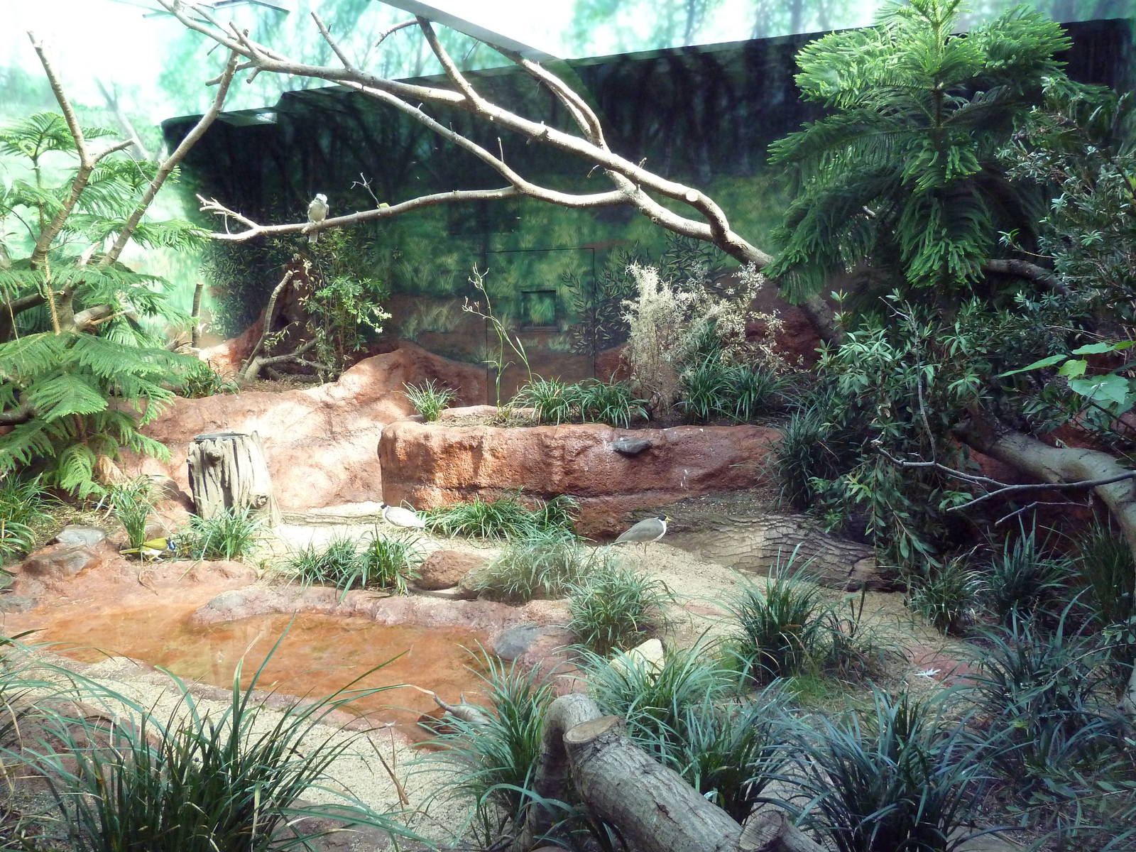 Australian Aviary