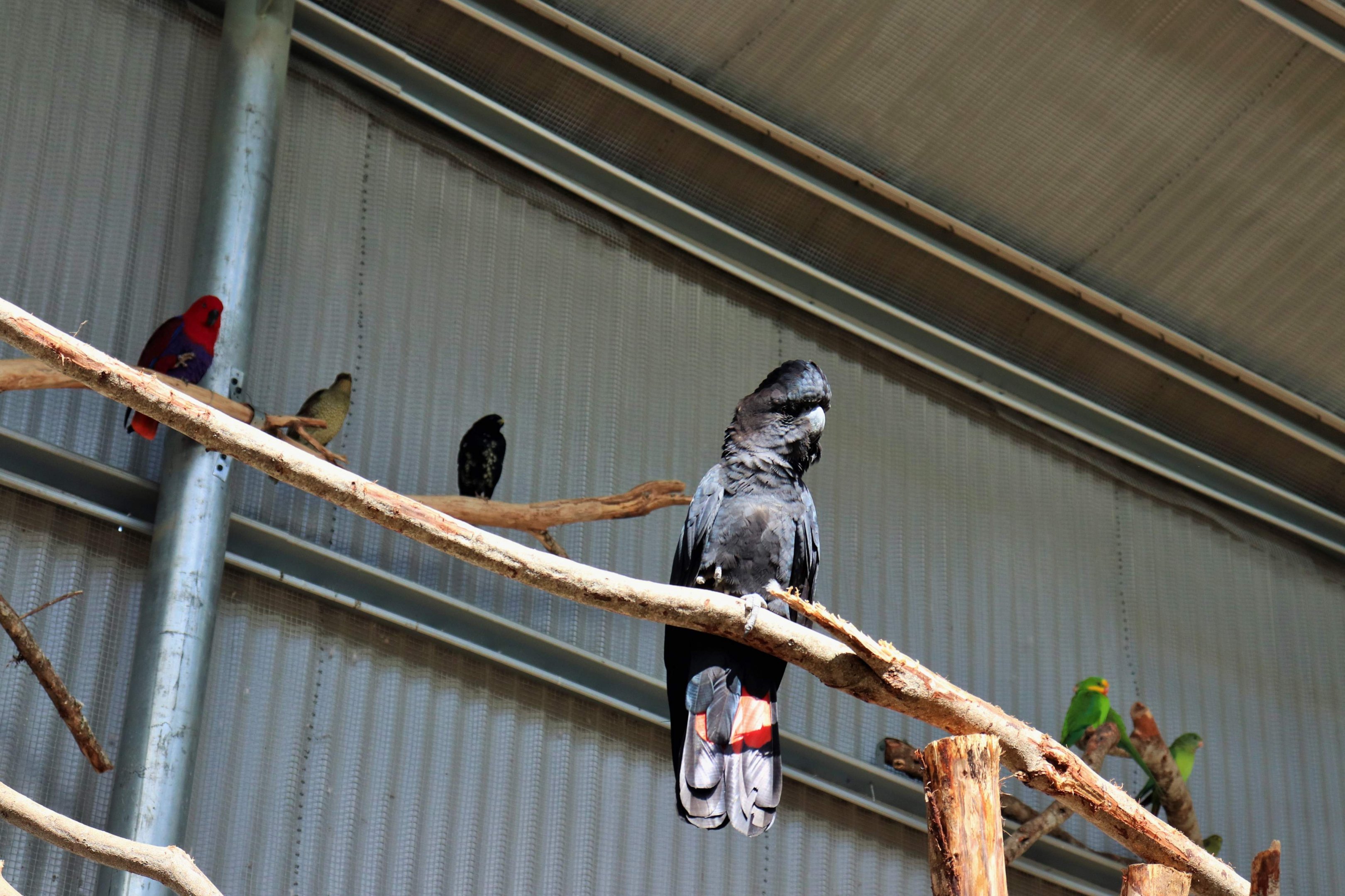 Australian Aviary